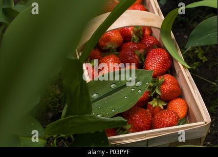 Saftige rote Erdbeeren - Tau und Wasser. Korb mit frischen Erdbeeren. Stockfoto
