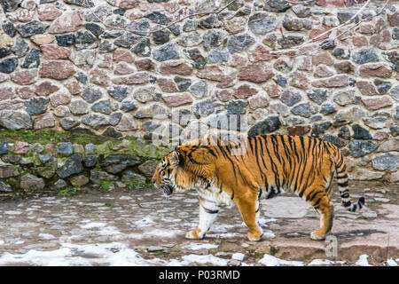 Der sibirische Tiger, auch genannt das Amur Tiger, Spaziergänge rund um die Voliere an einem Wintertag. Stockfoto