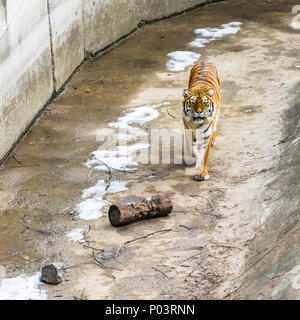 Der sibirische Tiger, auch genannt das Amur Tiger, Spaziergänge rund um die Voliere an einem Wintertag. Stockfoto