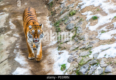 Der sibirische Tiger, auch genannt das Amur Tiger, Spaziergänge rund um die Voliere an einem Wintertag. Stockfoto