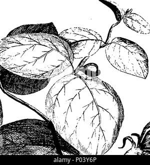 . Englisch: Fleuron aus Buch: Ein vollständiger Körper von Pflanzen und Gartenarbeit. Mit der Natur, Geschichte, Kultur und Management von Laub- und Nadelwald - Bäume; mit praktischen Anweisungen für die Erhöhung und Verbesserung der Wälder, Baumschulen, Seminare, und Plantagen, und die Methode zur Vermehrung und Verbesserung der verschiedenen Arten von Laub- und immergrüne Sträucher und Bäume für Ornament und Schatten. Auch Anweisungen für die Verlegung und Entsorgung von Vergnügen und Blume - Gärten; einschließlich der Kultur der Prize-Flowers, Stauden, Sommerblumen, Biennalen, &c. Ebenso einfachen und bekannten Regeln für t Stockfoto