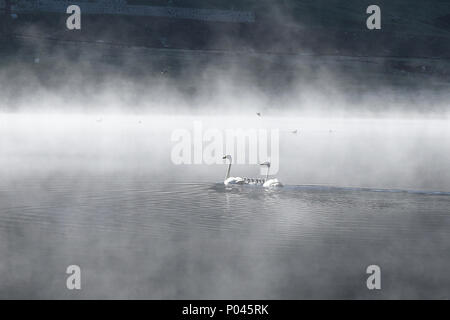 Schwäne und ihre Brut, Yaze Kanas See Lake National Park, Xinjiang, China Stockfoto