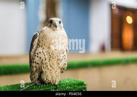 Szene aus Souk Waqif, Doha, Qatar. Stockfoto