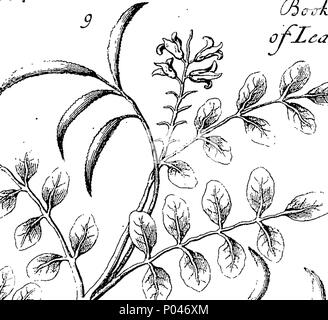 . Englisch: Fleuron aus Buch: A compleat Geschichte der druggs, in französischer Sprache geschrieben von Monsieur Pomet, Chief Drogist zum späten französischen König Lewis XIV. Zu denen noch was weiteres wahrnehmbare zum gleichen Thema ist, von der Verwirrung. Und Tournefort Lemery, aufgeteilt in drei Klassen, pflanzliche, tierische und mineralische; mit ihren Einsatz in Physick, Chymistry, Apotheke, und mehrere andere Künste illustriert mit über 400 Kupfer Cutts, neugierig aus dem Leben getan; und eine Erklärung der unterschiedlichen Namen, Orte und Länder, von wo Sie sind; die Art und Weise, wissen die Wahre von der F Stockfoto