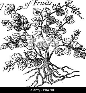 . Englisch: Fleuron aus Buch: A compleat Geschichte der druggs, in französischer Sprache geschrieben von Monsieur Pomet, Chief Drogist zum späten französischen König Lewis XIV. Zu denen noch was weiteres wahrnehmbare zum gleichen Thema ist, von der Verwirrung. Und Tournefort Lemery, aufgeteilt in drei Klassen, pflanzliche, tierische und mineralische; mit ihren Einsatz in Physick, Chymistry, Apotheke, und mehrere andere Künste illustriert mit über 400 Kupfer Cutts, neugierig aus dem Leben getan; und eine Erklärung der unterschiedlichen Namen, Orte und Länder, von wo Sie sind; die Art und Weise, wissen die Wahre von der F Stockfoto