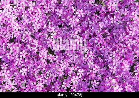 Phlox subulata (als kriechenden Phlox phlox bekannt, Moos, Moos rosa, oder Berg phlox) Blumen Hintergrund. Viele kleine lila Blumen für Hintergrund, top v Stockfoto