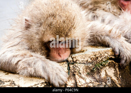 Kleinen Niedlichen japanische Snow monkey in einer heißen Quelle, Yudanaka, Japan schlafen. Stockfoto