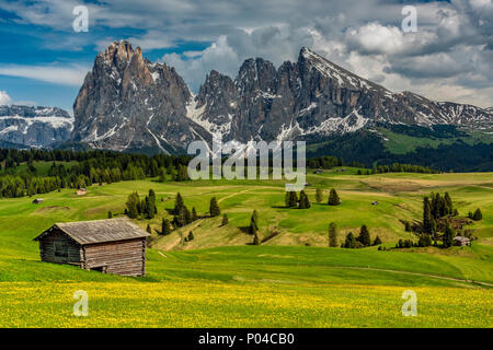 Seiser Alm - Seiser Alm mit Langkofel - Langkofel Berg im Hintergrund, Trentino Alto Adige - Südtirol, Italien Stockfoto