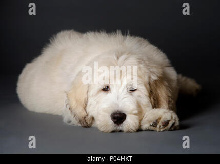 Russische hirtenhund Welpen im Studio Stockfoto