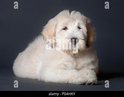 Russische hirtenhund Welpen im Studio Stockfoto