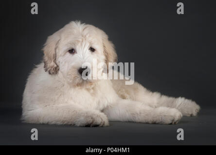 Russische Schäferhund im Studio Stockfoto