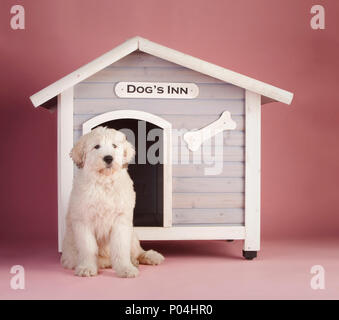 Russische hirtenhund Welpen im Studio Stockfoto