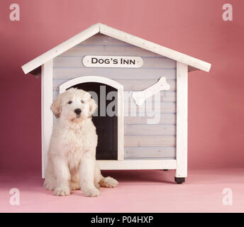 Russische Schäferhund Welpe in sein Haus Stockfoto