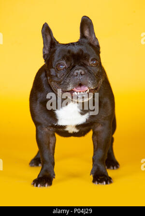 Französische Bulldogge im Studio mit gelbem Hintergrund Stockfoto