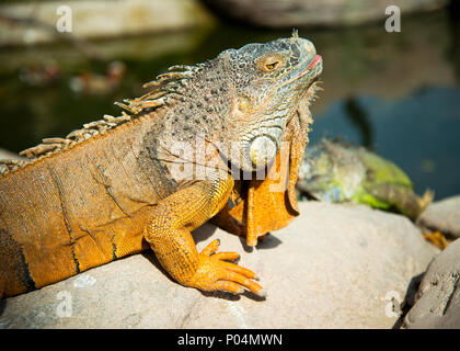Orangefarbener Leguankopf angehoben, genießen Sonnen ihn selbst. Stockfoto