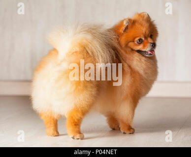 Ständigen backrear Junge orange pomeranian reinrassigen Hund Stockfoto