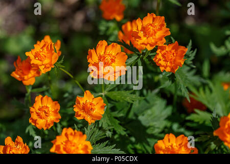 Orange Blüten der Chinesischen globeflower Trollblume Trollius chinensis asiaticus, oder ledebourii Stockfoto