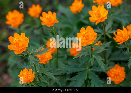 Orange Blüten der Chinesischen globeflower Trollblume Trollius chinensis asiaticus, oder ledebourii Stockfoto