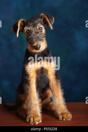 Airedale Welpen portrait Stockfoto