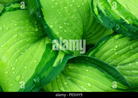 Frisches Grün Hosta Werk verlässt nach dem Regen mit Wassertropfen. Botanische Laub Natur Hintergrund. Wallpaper Poster Vorlage. Naturkosmetik Wellness Stockfoto
