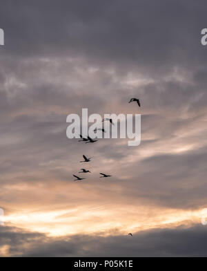 Schwarm Gänse fliegen in einem bewölkten Abendhimmel Stockfoto