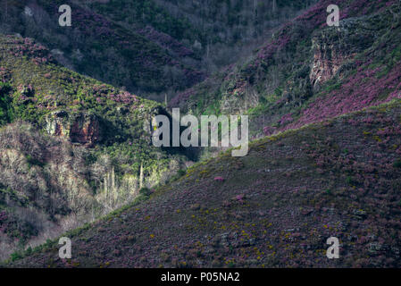 Lila und magenta Heather Blumen bedecken die Berge der Sierra de Gijón, Quiroga, Lugo, Galizien Stockfoto