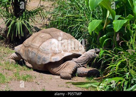Riesenschildkröte (Aldabrachelys gigantea), Biopark, Rom, Latium, Italien Stockfoto