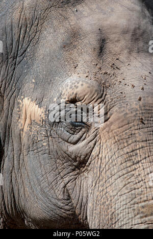 Asiatischer Elefant, Elephas maximus, Biopark, Rom, Latium, Italien Stockfoto