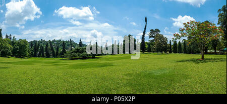 'Drunken 'Kiefern in der Royal Botanic Gardens. Kandy, Sri Lanka Stockfoto
