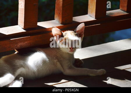 Weiße Katze Festlegung auf hölzernen Terrasse Etage in Thai House Stockfoto