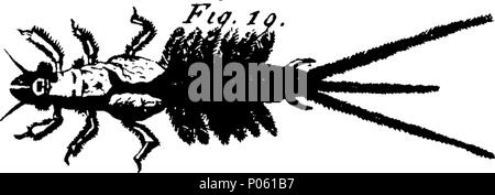 . Englisch: Fleuron aus Buch: Eine Beschreibung der einige neugierige und ungewöhnliche Kreaturen, die in der Beschreibung von drei hundert Tiere weggelassen, und ebenfalls in der Beilage zu diesem Buch; als Ergänzung zu diesen beiden Abhandlungen entworfen, ... Von der gleichen Hand zusammengestellt. In dem enthalten ist, werden die natürlichen histor jener großen kuriositäten, der Schimpanse,... Illustriert mit 16 Kupfer - Platten,... 84 Eine Beschreibung der einige neugierige und ungewöhnliche Kreaturen Fleuron T 066023-9 Stockfoto