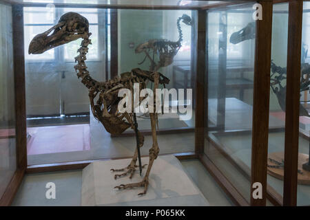 Skelette von dodos, erloschenen flugunfähige Vögel, im Naturhistorischen Museum, Port Louis, Mauritius Stockfoto