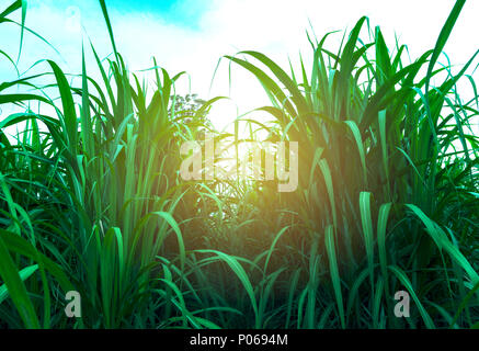 Zuckerrohr Feld in blauer Himmel mit weißen Sun Ray. Stockfoto