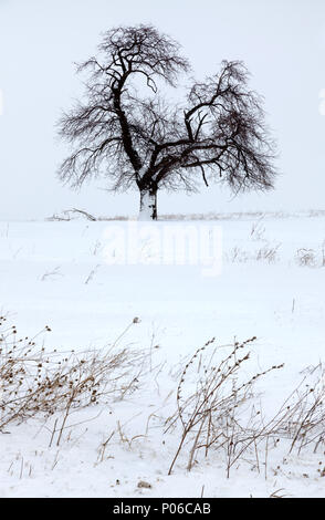 New York State, USA, Winter, 2017: Eine sentry Baum zeichnet sich während eines Schneesturms in ländlichen Montgomery County, Mohawk Valley, New York. Stockfoto