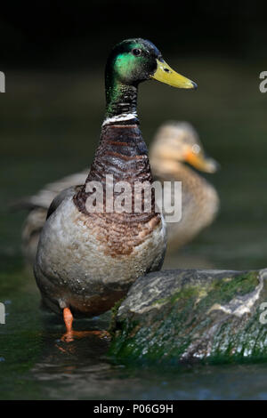 Mallard/Wild Duck (Anas platyrhynchos), Paar, Paar, gemeinsam ruhen, stehend im flachen Wasser, aufmerksam beobachten, Wildlife, Europa. Stockfoto