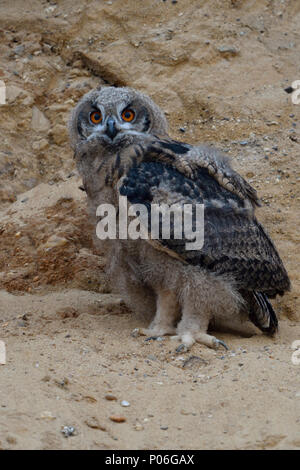 Uhu/Europäischer Uhu (Bubo bubo), junges Küken, Owlet stehend in der Wand von einem Sandkasten, Mauser Gefieder, Wildlife, Europa. Stockfoto