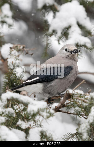 Clarks Nussknacker / Kiefernhäher (Nucifraga Columbiana) im Winter, thront in einem Schnee bedeckten Nadelbaum Baum, Rückseite, Ansicht, Yellowstone NP, Wyoming, Stockfoto