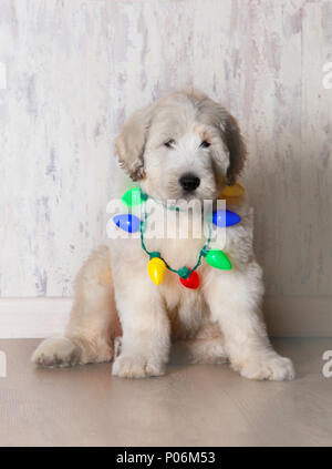 Weiße flauschige Welpen mit sehr Lichter in einem hölzernen Hintergrund Stockfoto