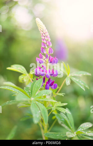 Lila Lupin Blume mit Wassertropfen auf den Blättern nach Regen und Sonne im Hintergrund Stockfoto