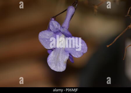 Nickende Violette Blume, lila Malve Stockfoto