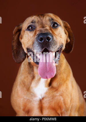 Glücklicher Hund im Studio Stockfoto