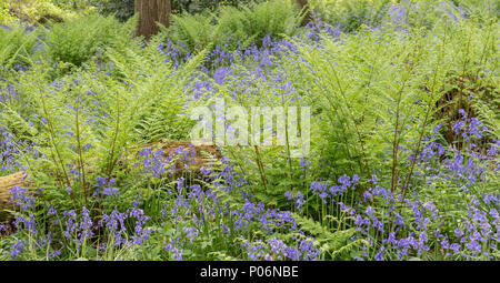 Bluebells Vor der Wald in der Nähe von Bristol, England Stockfoto