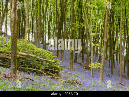 Bluebells Vor der Wald in der Nähe von Bristol, England Stockfoto