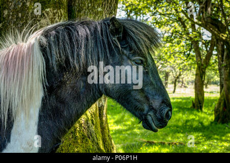 Eine horizontale Kopf und Schultern Portrait von Sunny Devonshire im Frühjahr von einem schwarzen und weißen wilden Dartmoor Pony in einem Licht dappled schattigen Wald Stockfoto