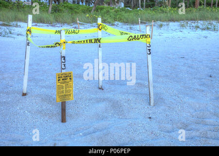 Eingezäunt Nest einer grünen Meeresschildkröte Chelonia mydas am Strand von Naples in Naples, Florida, USA Stockfoto