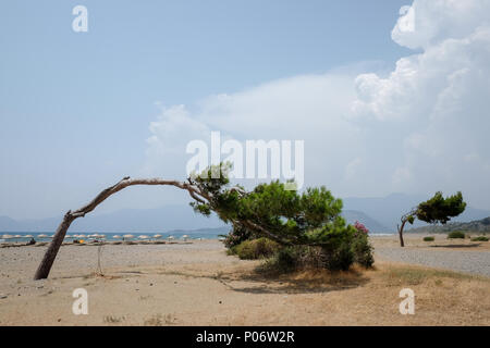 25. Mai 2018, Türkei, Dalyan: Windswept Bäume auf der leeren Iztuzu Strand. - Keine LEITUNG SERVICE - Foto: Jens Kalaene/dpa-Zentralbild/dpa Stockfoto