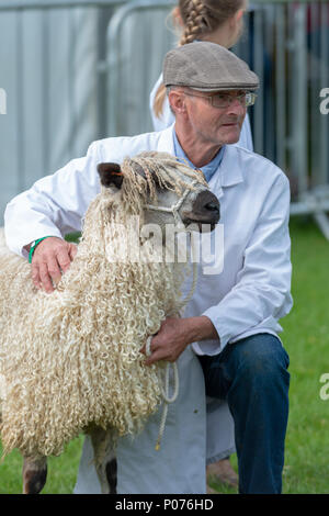 Ein Konkurrent wartet mit seinem Teeswater seltene Rasse Schafe für die Beurteilung im Süden von England Show in Sussex, England zu starten. Stockfoto