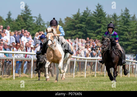 HAWICK, Schottland. Juni 09: Hawick gemeinsamen Reiten - Flattern Junge Jockeys in den Shetland Pony Rasse konkurrieren auf dem Flattern Rennen am Samstag, 09. Juni 2018 als Teil von Hawick gemeinsamen Reiten, das Rennen durch junge Reiter Archie Junge gewonnen wurde, reiten MackyD (Mitte) (Foto von Rob Grau/Freiberufler) Stockfoto