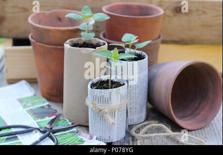 Kunststoff freien im Garten. Alte Tontöpfen, Holz- samenbehälter und hausgemachte Papier Töpfe für die Sämlinge verwendete Kunststoff Einsatz im Garten, England, Großbritannien Stockfoto