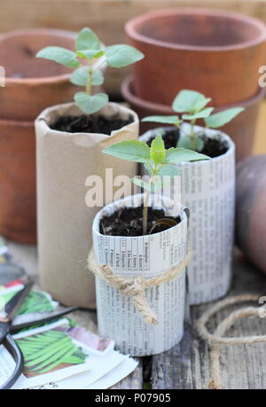 Alte Tontöpfen, Holz- samenbehälter und biologisch abbaubaren Papier Töpfe mit jungen Pflanzen verwendete Kunststoff im Garten, England, Großbritannien Stockfoto